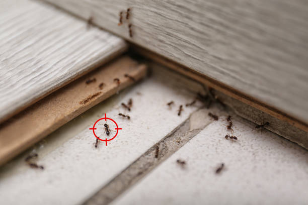 Best Mosquito Control Services  in New Baltimore, MI