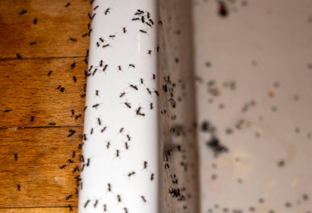 Best Pest Prevention Services  in New Baltimore, MI